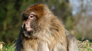 哺乳动物猴子视频设计