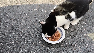 吃食物的小猫咪视频
