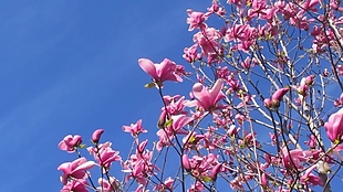 蓝天桃花树木视频