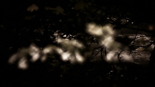 阳光下的树林光斑视频