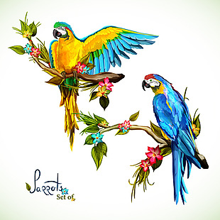 彩色美丽的鹦鹉插画
