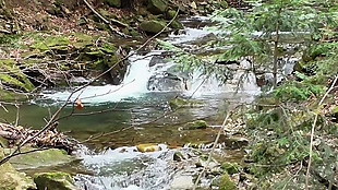 溪水河流视频素材