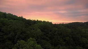 夕阳丛林视频素材