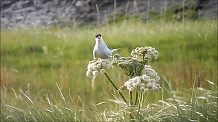 小鸟草坪视频