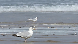 海边鸽子视频素材