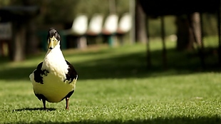 鸽子动物草坪视频