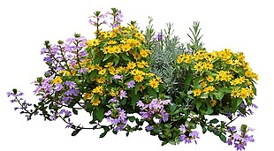 清新紫色黄色花朵
