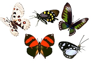 手绘彩色蝴蝶标本元素