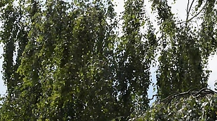 柳树树木视频素材
