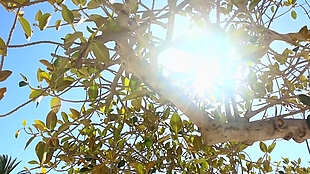 阳光树枝视频素材