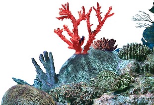 海底世界珊瑚元素