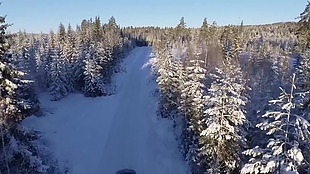 大自然森林雪景视频