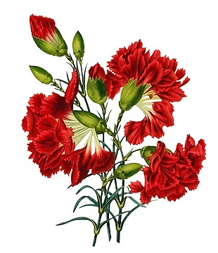 手绘红色鸡冠花元素