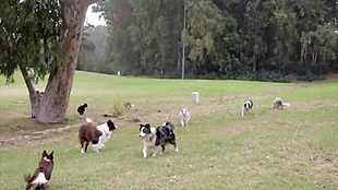 动物树木草坪视频