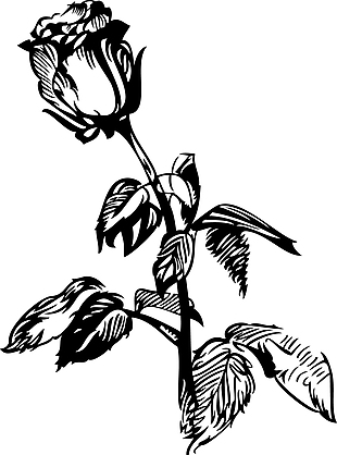 黑白手绘玫瑰花图案插画