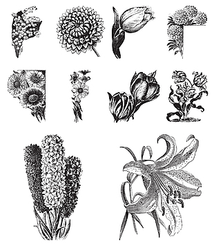 黑白手绘植物插画