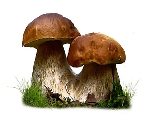 蘑菇菌类生长元素