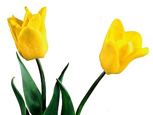 手绘黄色花朵元素