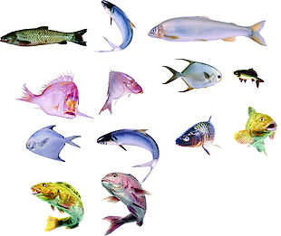 免抠多品种鱼类素材
