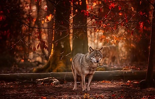 森林夕阳狼野生动物背景