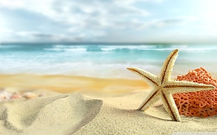 沙滩度假海星背景