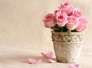浪漫温馨粉色玫瑰背景