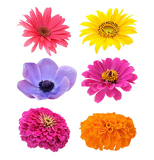 6个彩色花朵png免扣元素