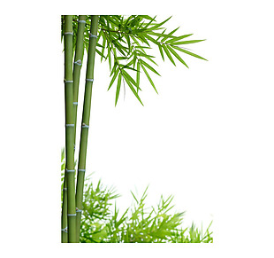 绿色竹子png免扣元素