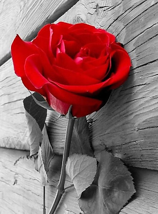 红色玫瑰花灰色木板H5背景素材