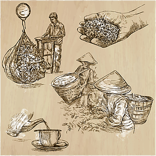 手绘采茶炒茶工艺图