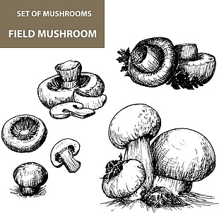 黑白手绘蘑菇插画
