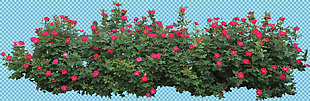 鲜红花灌木丛免抠png透明图层素材