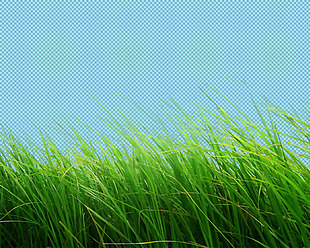 绿色草丛免抠png透明图层素材