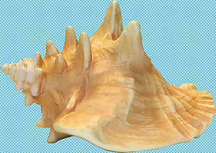 海螺壳免抠png透明图层素材