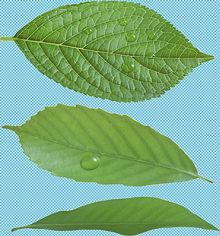 三片绿叶免抠png透明图层素材