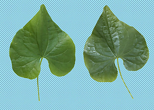 两片心形绿叶免抠png透明图层素材
