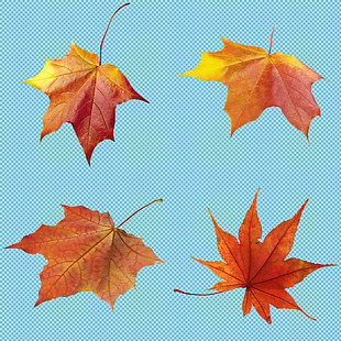 红色秋天树叶免抠png透明图层素材