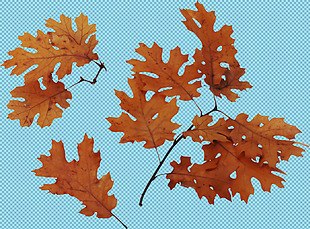 秋天红色树叶免抠png透明图层素材