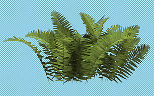蕨类植物免抠png透明图层素材