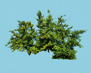 灌木树丛免抠png透明图层素材