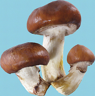 新鲜蘑菇免抠png透明图层素材
