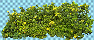 绿色灌木丛免抠png透明图层素材