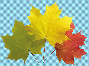 秋天枫叶免抠png透明图层素材