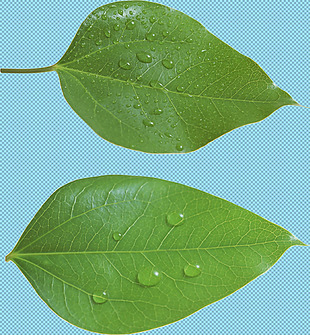 两片绿叶免抠png透明图层素材