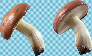两只香菇蘑菇免抠png透明图层素材