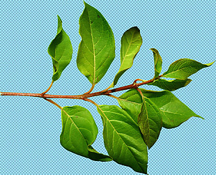 树枝绿叶免抠png透明图层素材