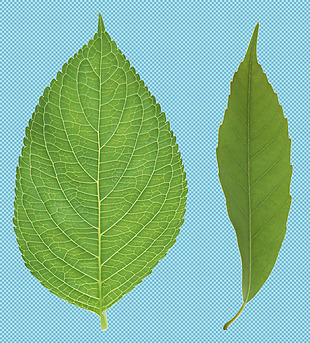漂亮两片绿叶免抠png透明图层素材