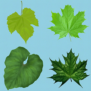 四种绿叶免抠png透明图层素材
