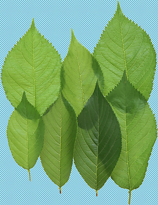 绿色树叶绿叶免抠png透明图层素材