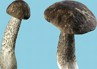 两个蘑菇免抠png透明图层素材